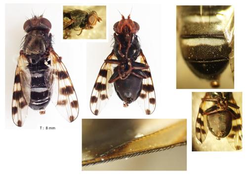 Réf. 350 224 : Ceroxys hortulana